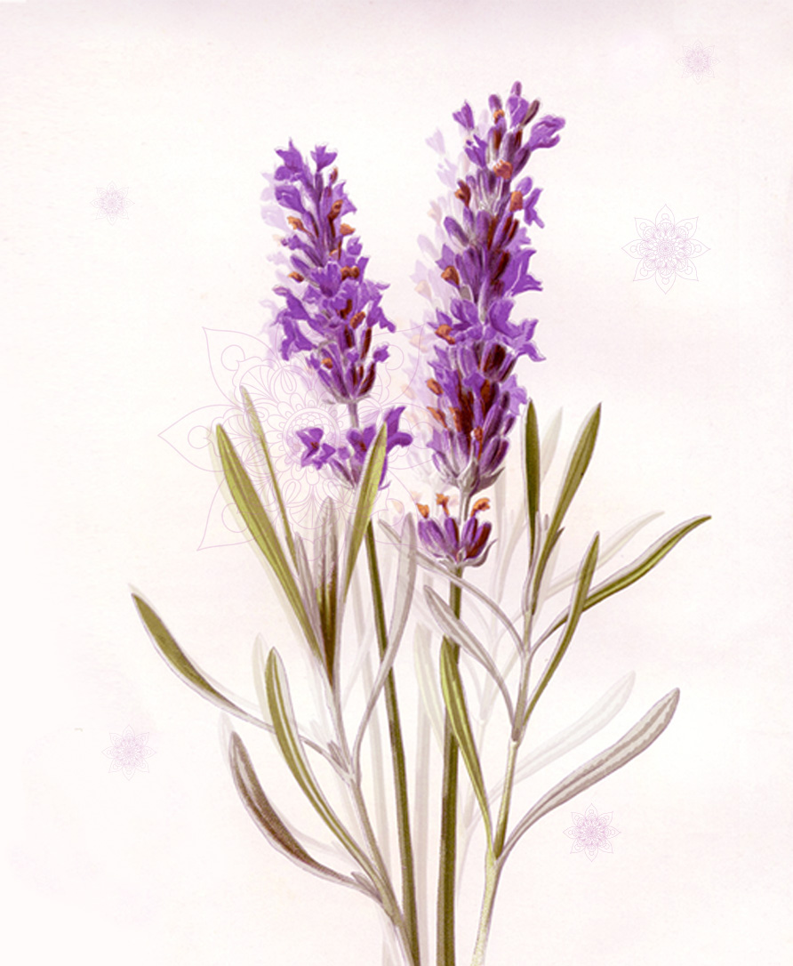 Formación en Aromaterapia